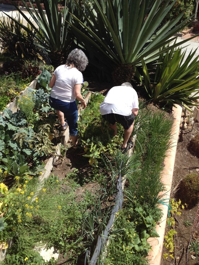 Spice hunting in Wally's Garden