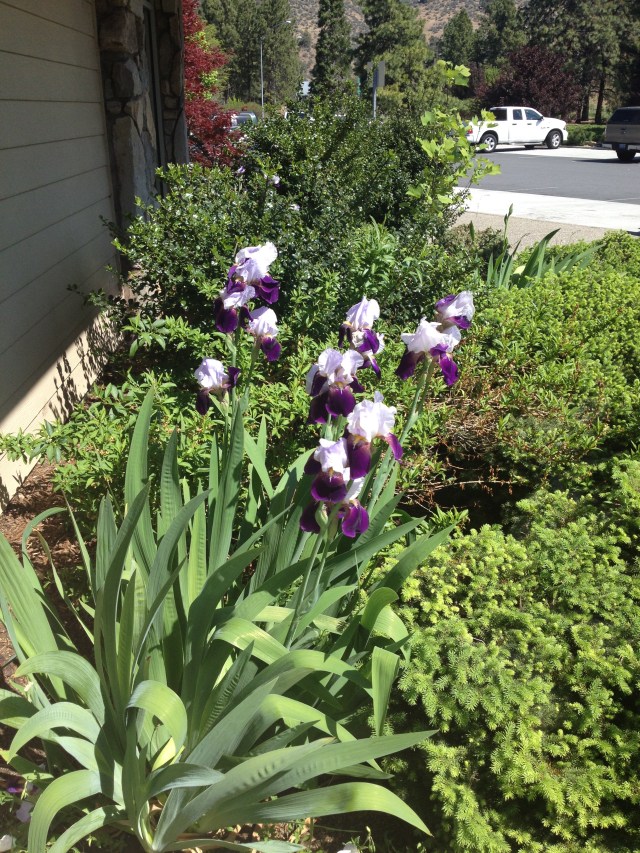 Calif Irises