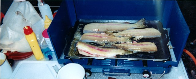 A Golden Trout feast. Big Boy (in the back) was 14".
