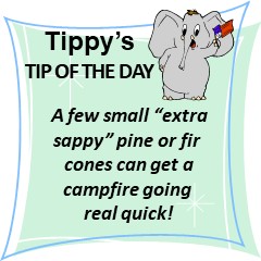 Pine Cones for Campfire