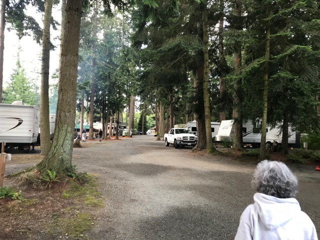 Forested Campground